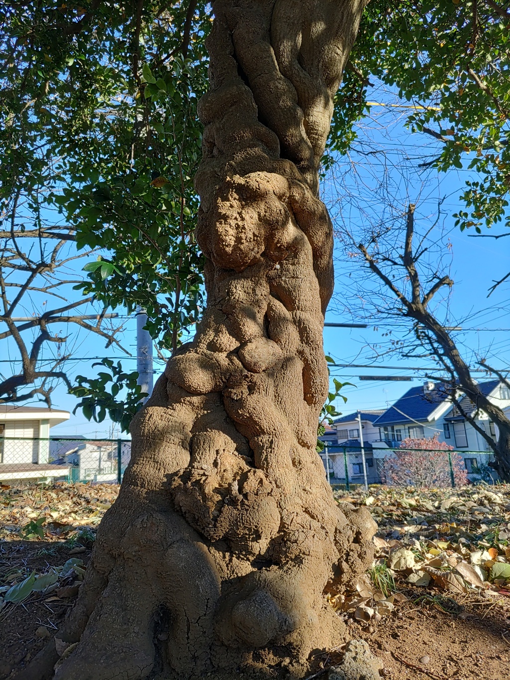 『木』