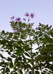 ｢ｷﾀﾞﾁﾀﾞﾘｱ｣花