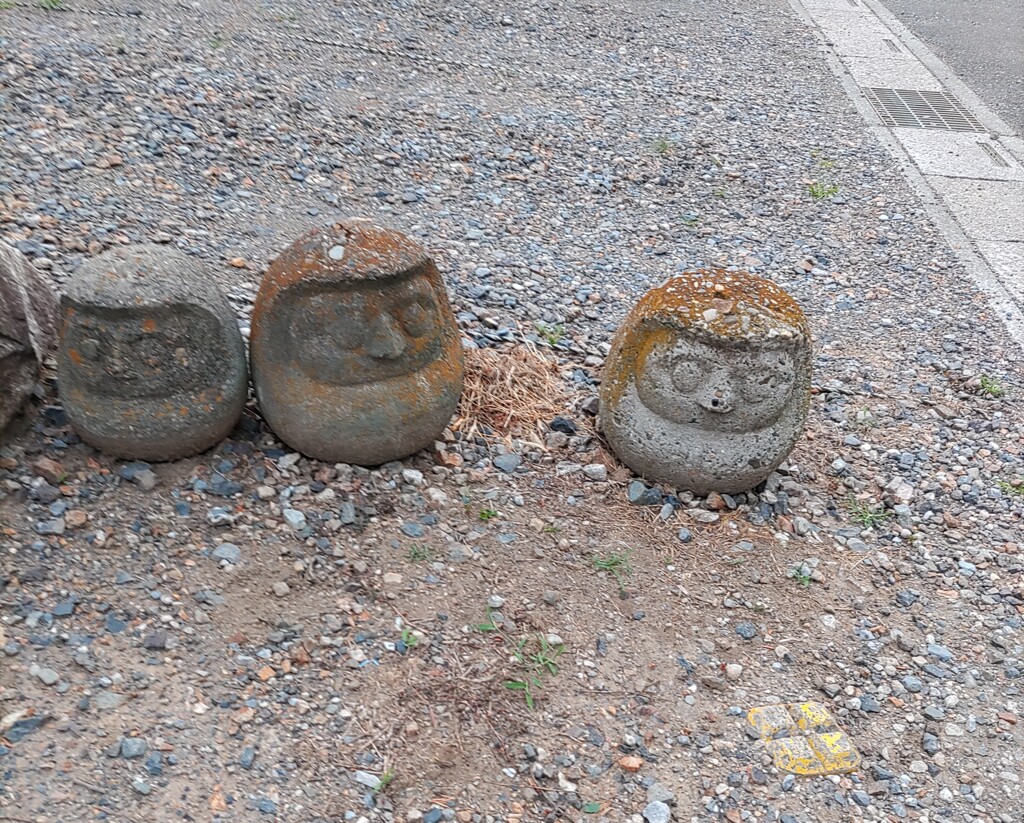 [達磨]