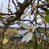 ｢ｺﾌﾞｼ｣花