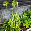 ｢ｱｶﾞﾊﾟﾝｻｽ｣種