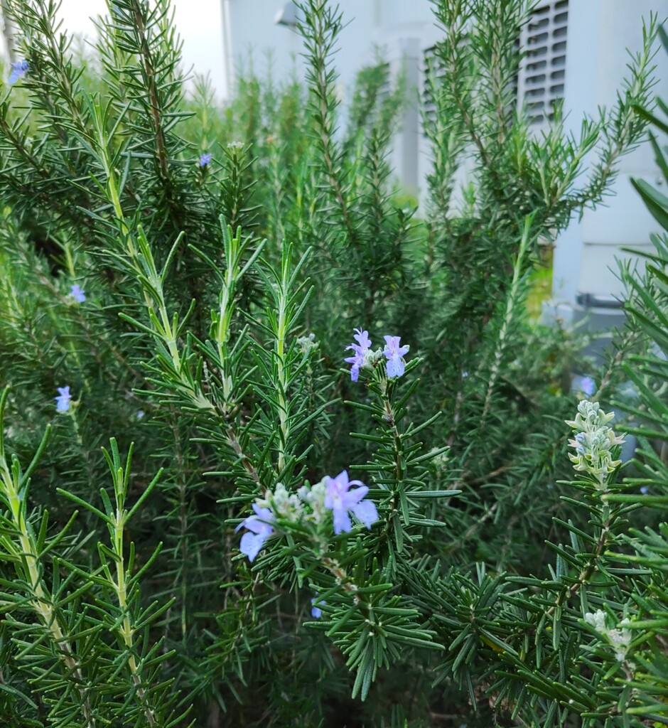 ｢ﾛｰｽﾞﾏﾘｰ｣花