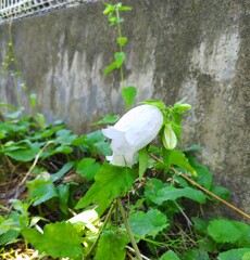 ｢ﾎﾀﾙﾌﾞｸﾛ｣