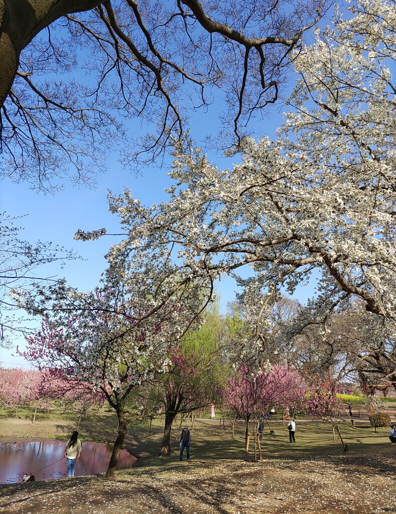 【街中】公園