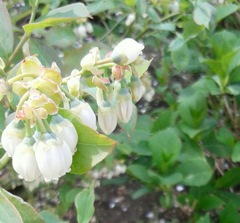 ｢ﾌﾞﾙｰﾍﾞﾘｰ｣花