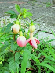 ｢ﾌｸｼｱ｣花