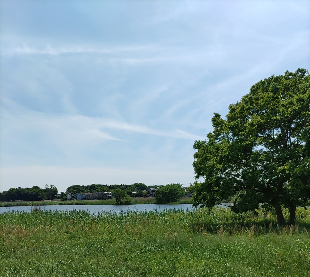 『沼』