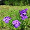 ｢ﾊﾅｼｮｳﾌﾞ｣