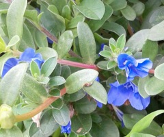 ｢ｴﾎﾞﾙﾌﾞﾙｽ｣花