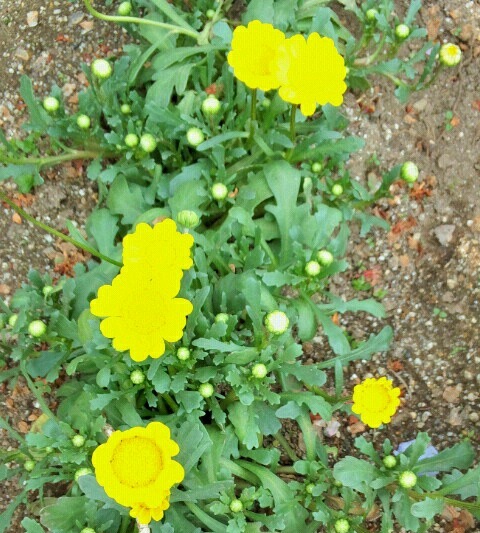 ｢ｸﾘｻﾝｾﾏﾑ｣花