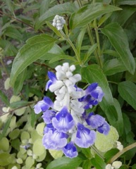 ｢ｻﾙﾋﾞｱ｣花