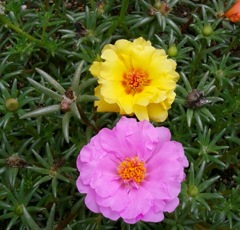 ｢ﾏﾂﾊﾞﾎﾞﾀﾝ｣花
