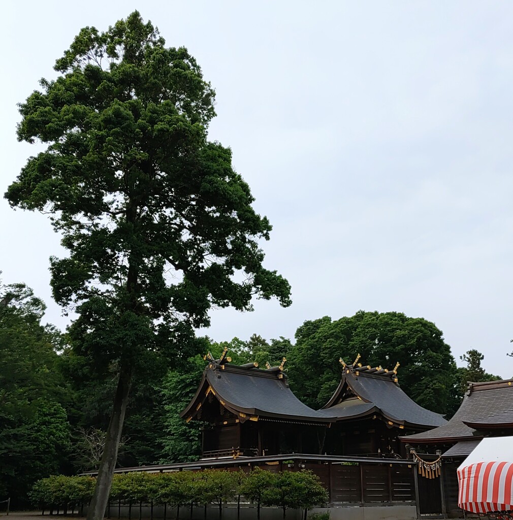 鷲宮神社