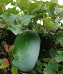 ｢ﾄｳｶﾞﾝ｣実