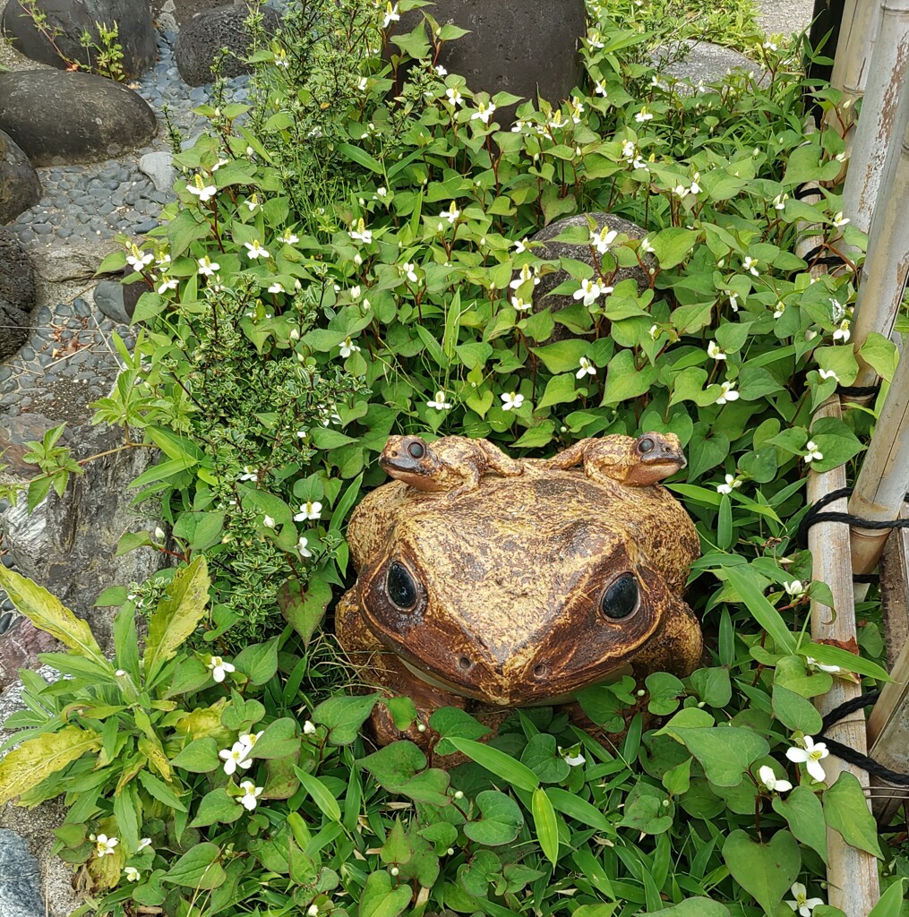 [ｵｳﾞｼﾞｪ]蛙
