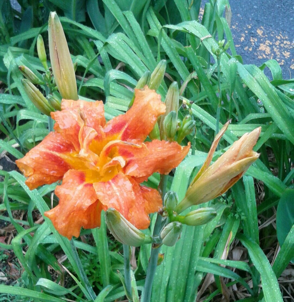 ｢ﾔﾌﾞｶﾝｿﾞｳ｣花