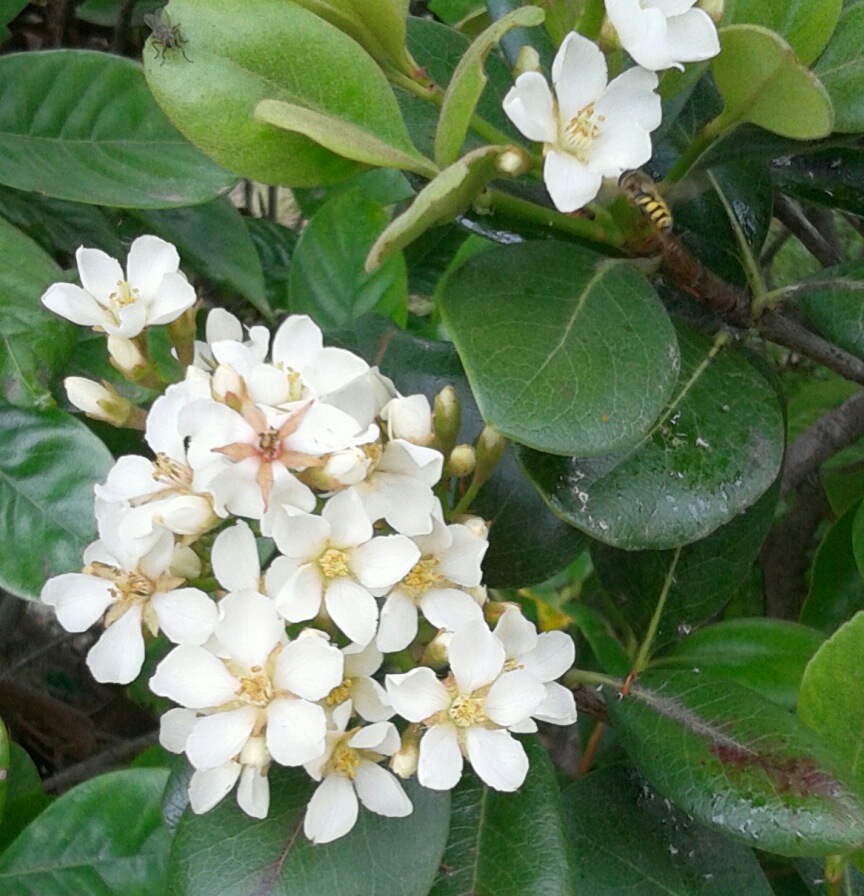 ｢ﾏﾙﾊﾞｼｬﾘﾝﾊﾞｲ｣花