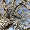｢ｺﾌﾞｼ｣花