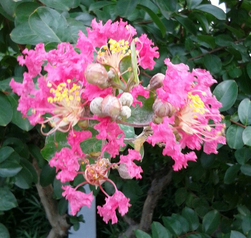 ｢ｻﾙｽﾍﾞﾘ｣花