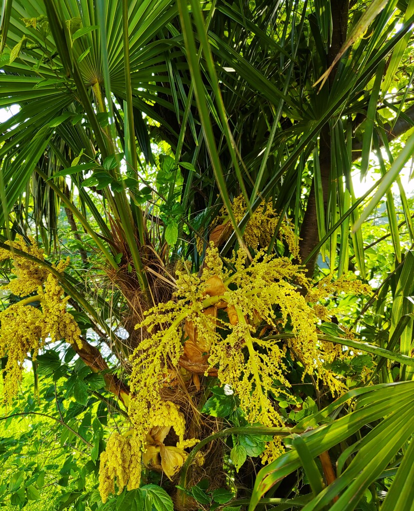 ｢ｼｭﾛ｣花