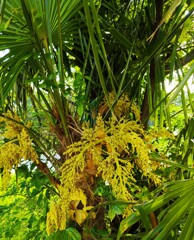 ｢ｼｭﾛ｣花