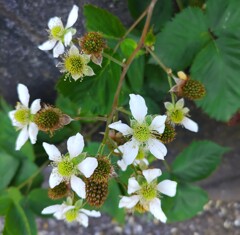 ｢ﾌﾞﾗｯｸﾍﾞﾘｰ｣花･実