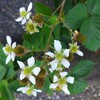 ｢ﾌﾞﾗｯｸﾍﾞﾘｰ｣花･実