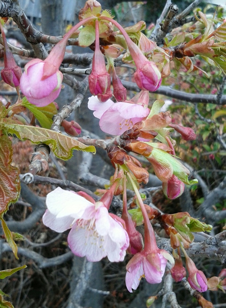 ｢ｻｸﾗ｣花