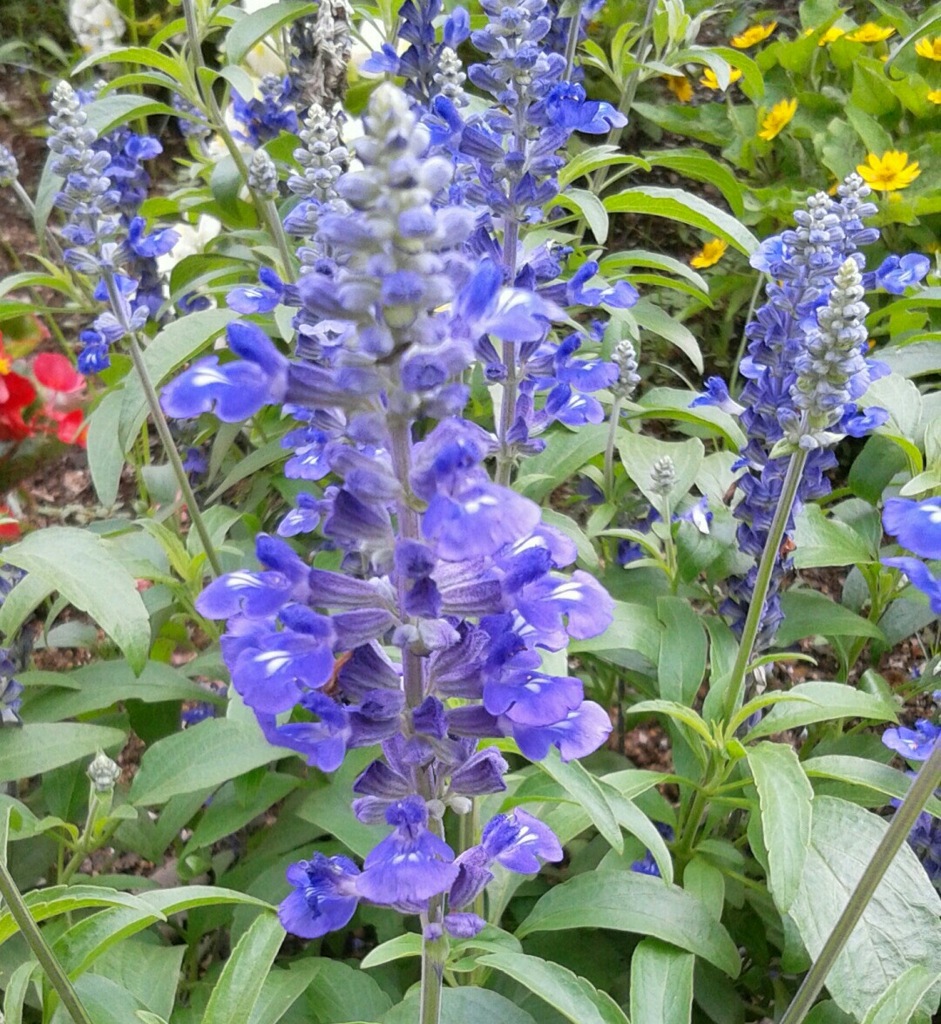 ｢ｻﾙﾋﾞｱ｣花