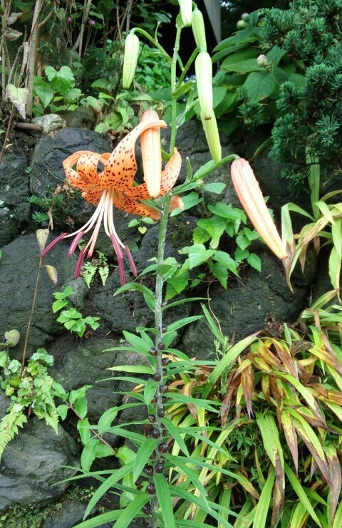 ｢ｵﾆﾕﾘ｣花