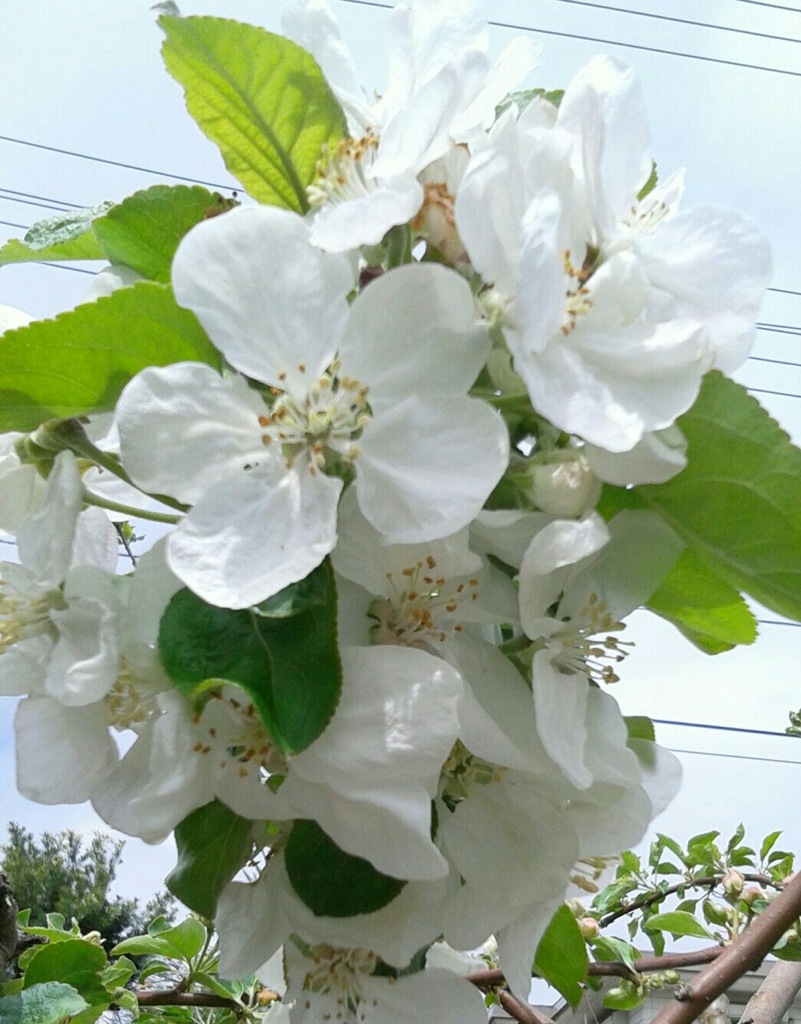 ｢ﾘﾝｺﾞ｣花