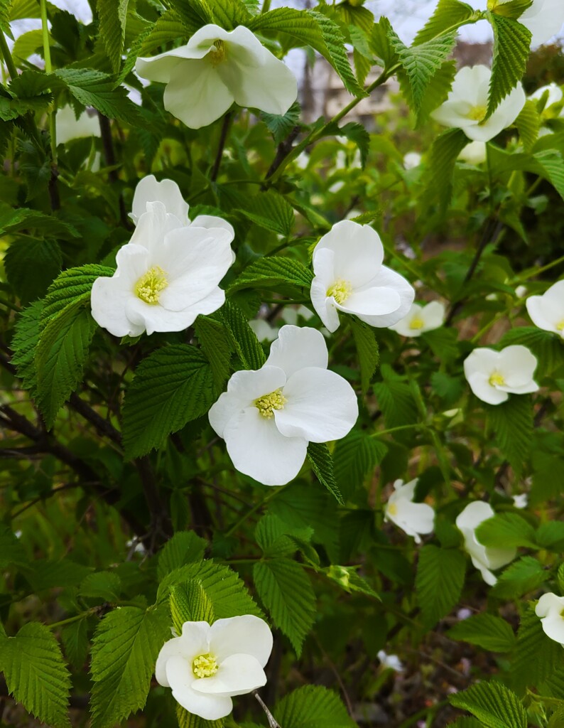 ｢ｼﾛﾊﾞﾅﾔﾏﾌﾞｷ｣花