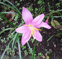 ｢ｾﾞﾌｨﾗﾝｻｽ｣花