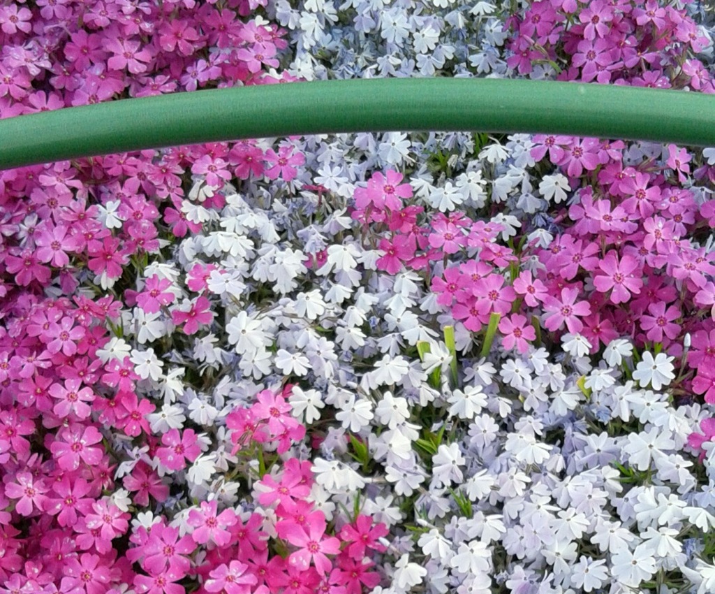 ｢ｼﾊﾞｻﾞｸﾗ｣花