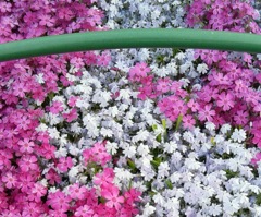 ｢ｼﾊﾞｻﾞｸﾗ｣花