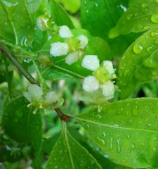 ｢ﾆｼｷｷﾞ｣花