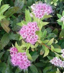 ｢ｼﾓﾂｹ｣花