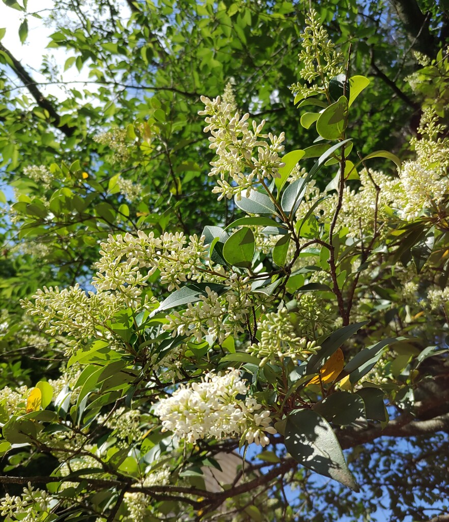 ｢ﾈｽﾞﾐﾓﾁ｣花
