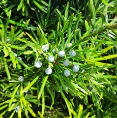 ｢ｲﾇﾏｷ｣実