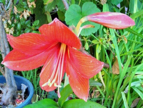 ｢ｱﾏﾘﾘｽ｣花