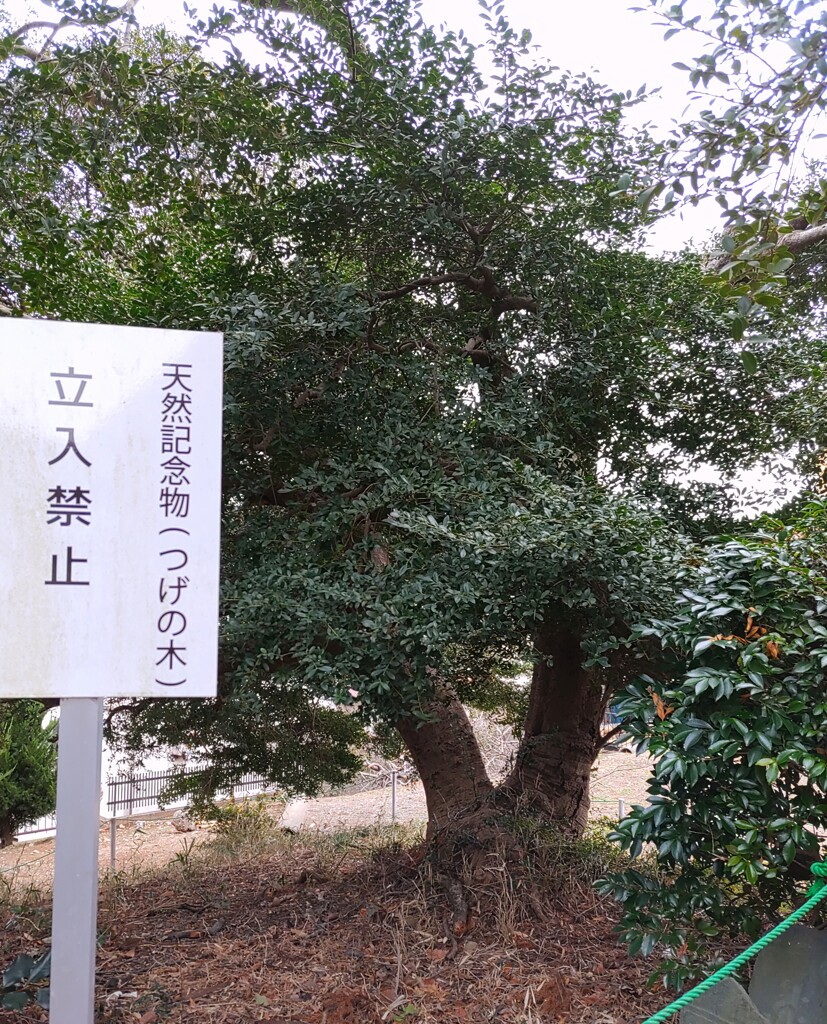 ｢ｲﾇﾂｹﾞ｣木
