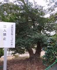 ｢ｲﾇﾂｹﾞ｣木