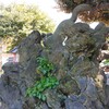 ｢ｵﾆﾀﾋﾞﾗｺ｣