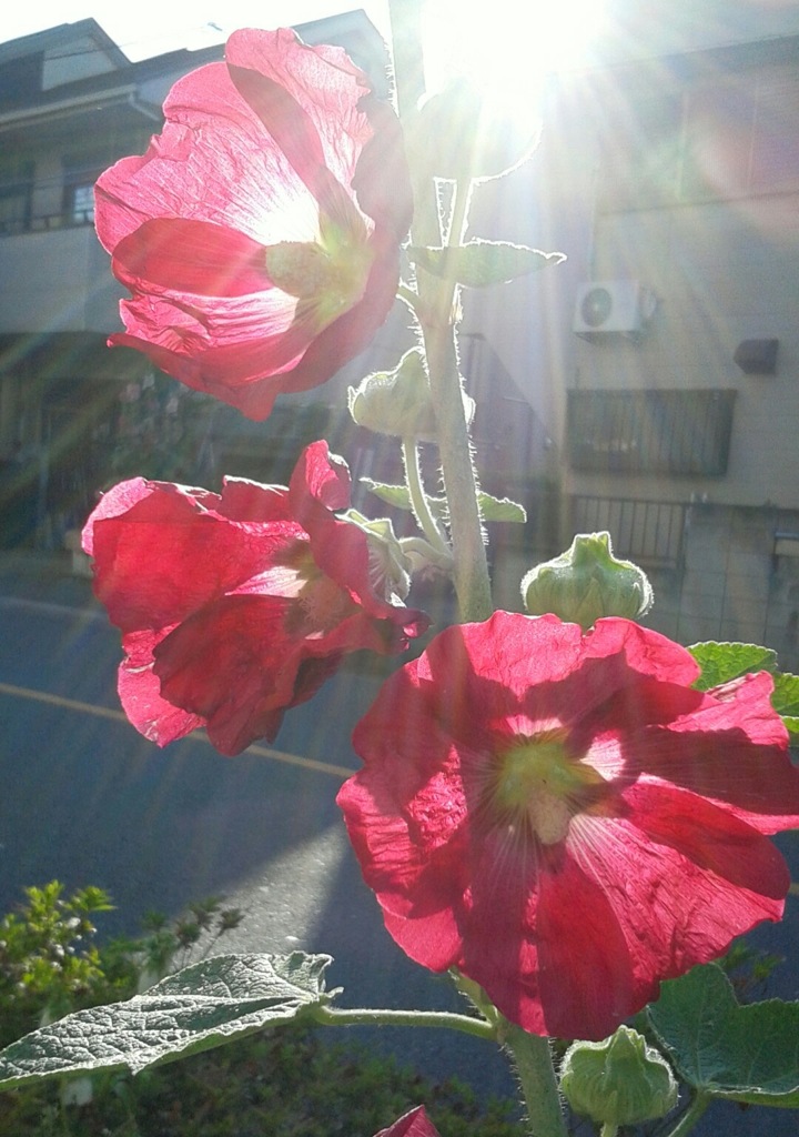 ｢ﾀﾁｱｵｲ｣花