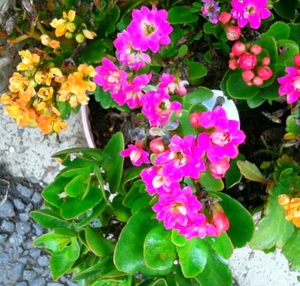 ｢ｶﾗﾝｺｴ｣花