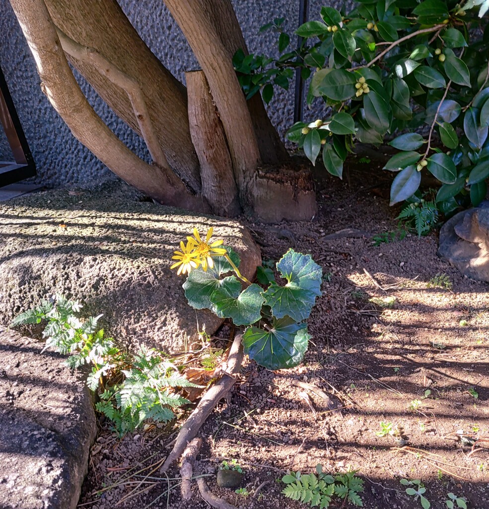 ｢ﾂﾜﾌﾞｷ｣