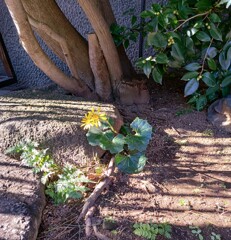 ｢ﾂﾜﾌﾞｷ｣