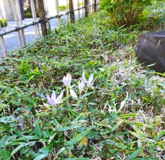 ｢ｲﾇｻﾌﾗﾝ｣