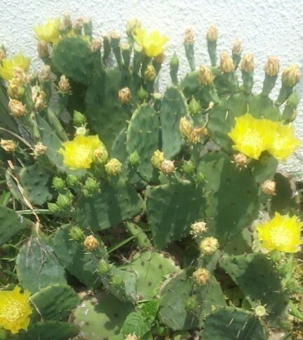 ｢ｻﾎﾞﾃﾝ｣花