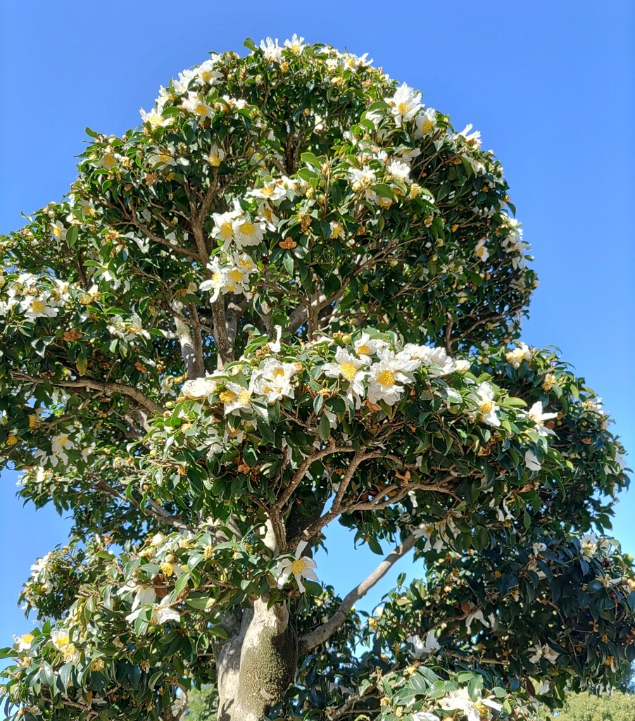 ｢ｻｻﾞﾝｶ｣